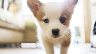 Puppy Energy Levels By Stages