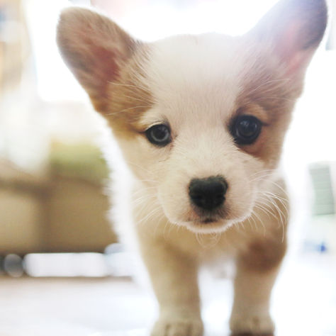Puppy Energy Levels By Stages