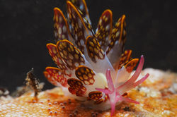 nudibranquio komodo