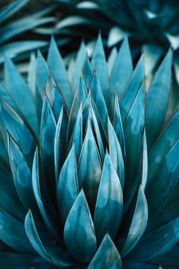 Image by Meritt Thomas