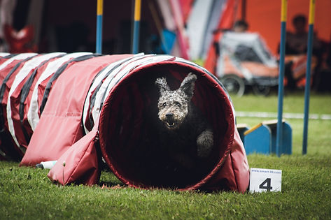 Hund läuft durch den Hundetunnel beim Agility