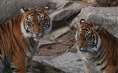 Wild animals in their natural habitat during a safari tour in India