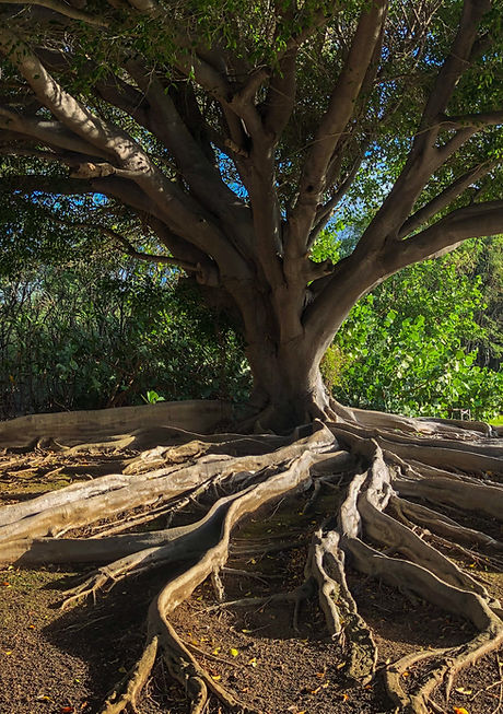 Ein Baum mit sehr vielen starken, sichtbaren Wurzeln