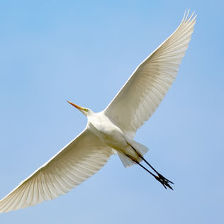 サビアンシンボル牡羊座5度