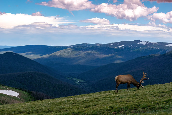 Image by Dave Willhite