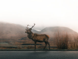 Ban Hunting & Protect Our Animals