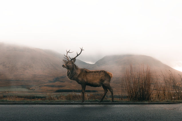 Image by Asa Rodger