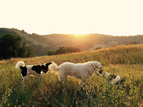 Dog rescue new zealand