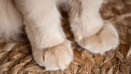 cat paws Image by Erda Estremera