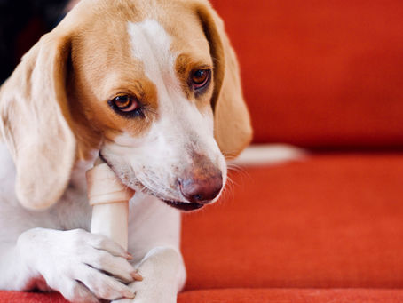 What Should Be Considered When Choosing Dog Food?