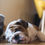 Thumbnail: The English Bulldog eBook -English Bulldog Puppies - Bit bul dog
