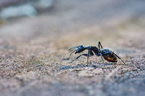Image by Wolfgang Hasselmann