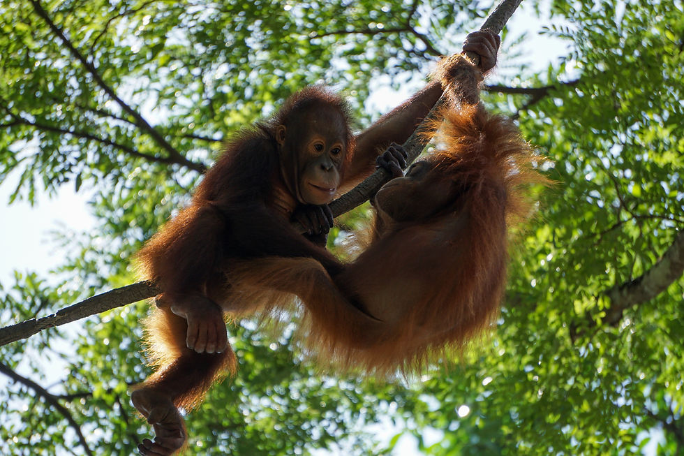 Borneo Orangutans