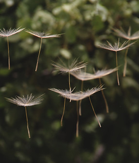 Image by Hasan Almasi