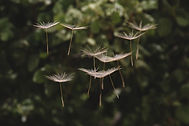 Image by Hasan Almasi