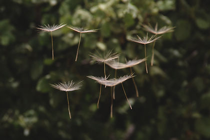 Image by Hasan Almasi