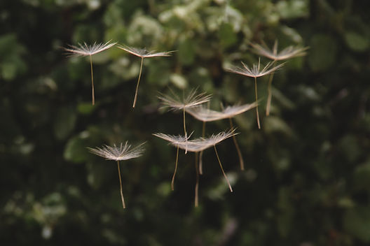 Image by Hasan Almasi