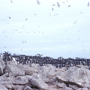Mayumi Arimitsu at WhaleFest | Why Are The Sea Birds Dead? | Ep 28 Transcript