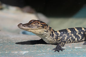 Image by Sieuwert Otterloo