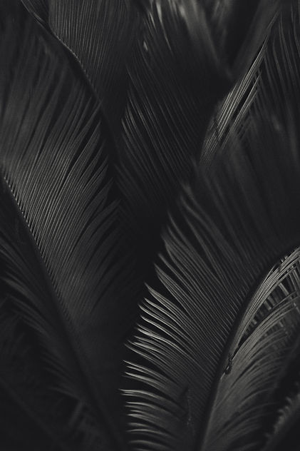Image by José Ignacio Pompé