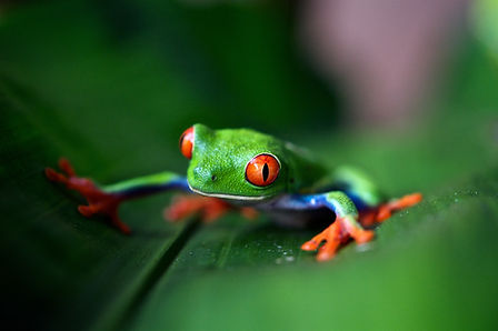 Image by Trevor Cole