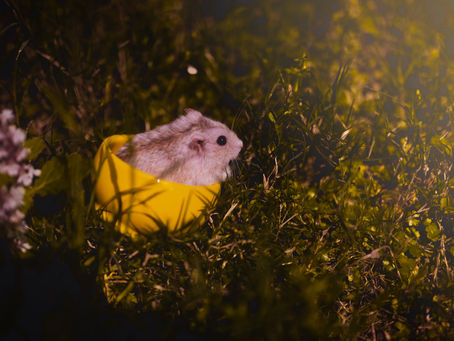 Hamsters- The basics