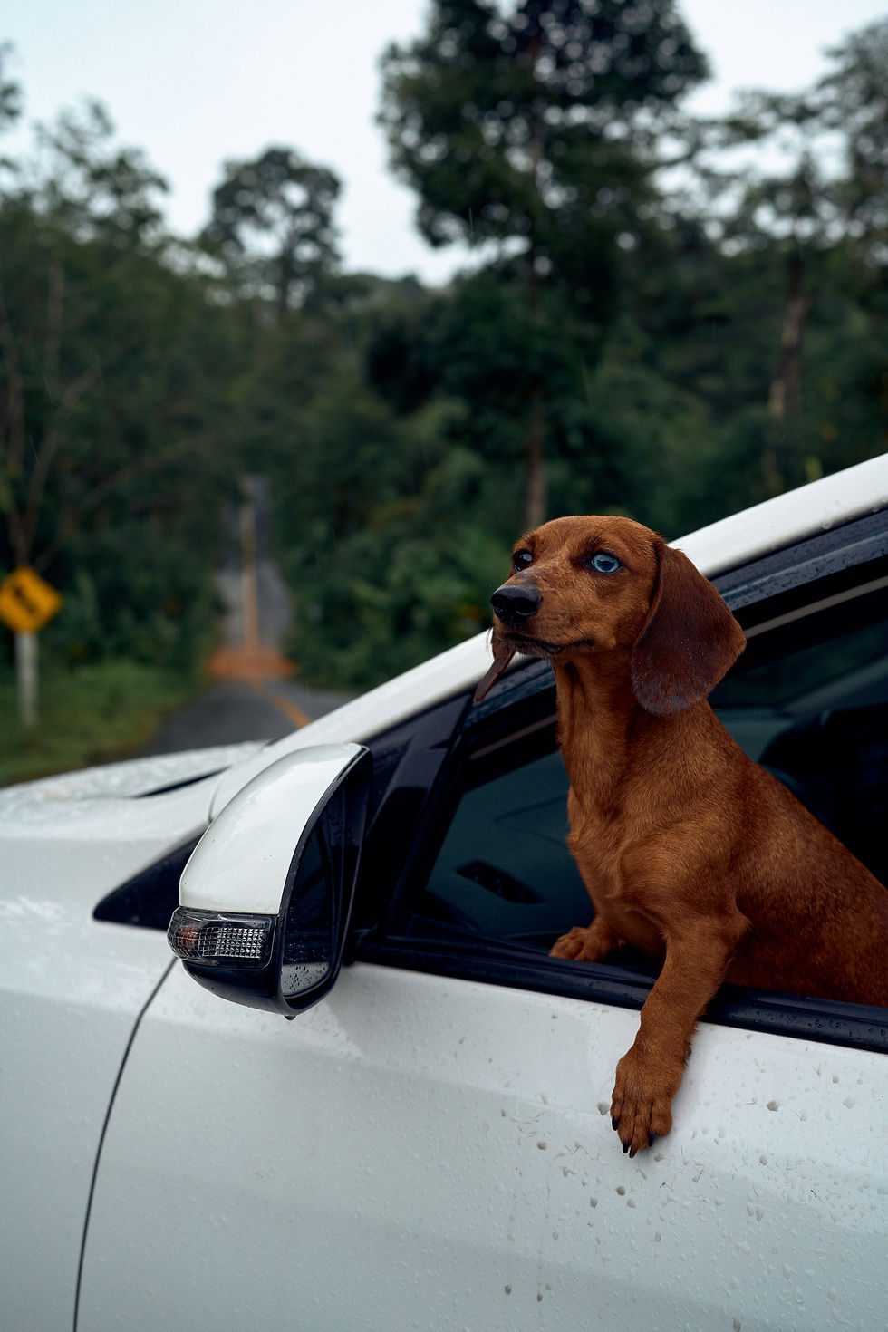 Brown dachshund with blue eyes leans out of a white car window. Lush green forest and wet road visible in the background.