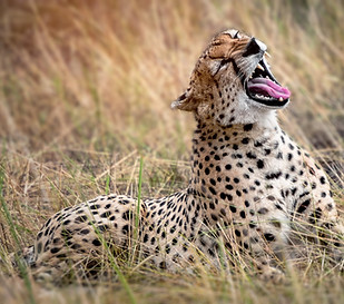 Image by Hu Chen
