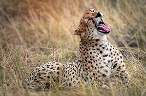 From Zanzibar: 3-day fly-in, Fly-out Serengeti Park safari