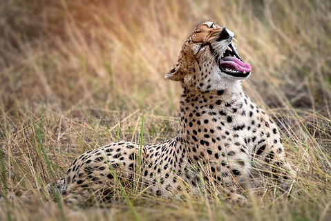 Image by Hu Chen