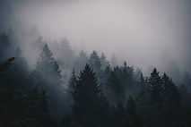 Image by Thomas Griesbeck