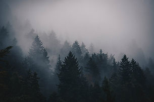 Image by Thomas Griesbeck