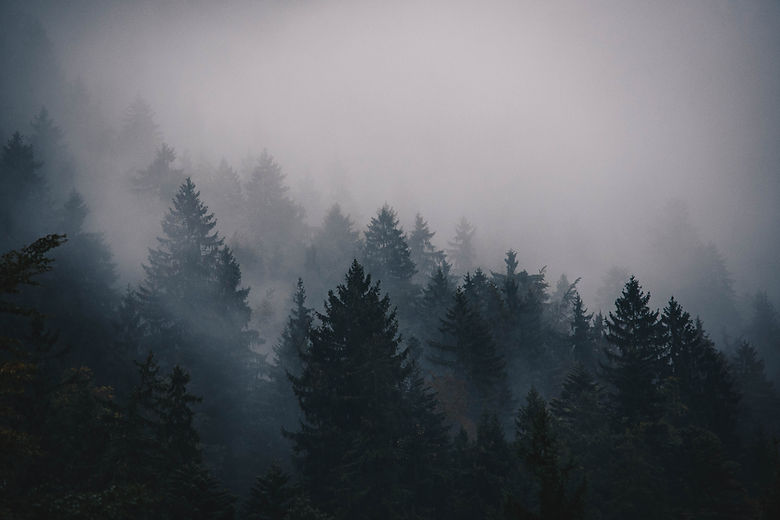 Image by Thomas Griesbeck