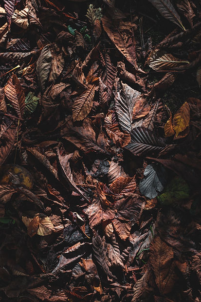 Image by Alex Motoc