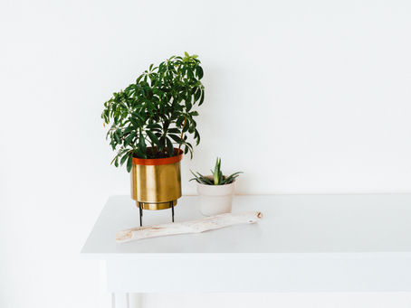 image sur fond blanc minimaliste de deux plantes pour illustrer les bienfaits du rangement