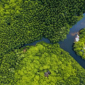 Bintan's protected mangrove ecosystem and coral reefs