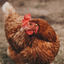 Photo du rédacteur: Le poulet en fuite