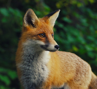 Image by Yuriy Chemerys