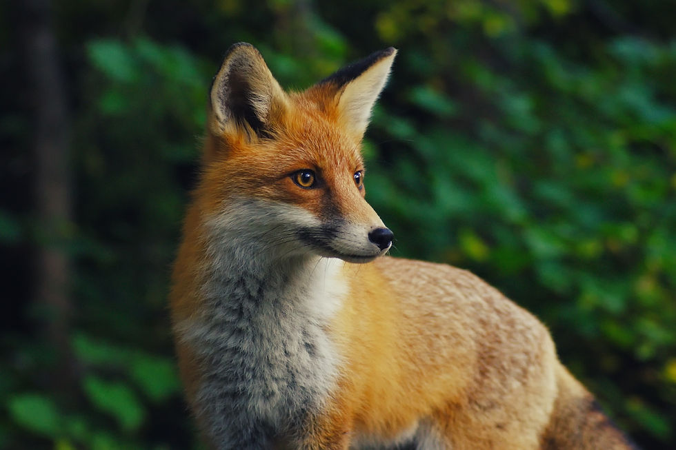 Image by Yuriy Chemerys