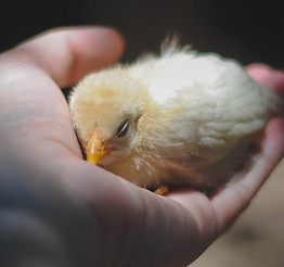 Chick in hand