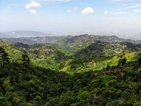 Why is Jamaican Blue Mountain Coffee so rare?