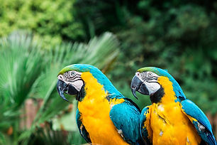 Image by Bruno Martins