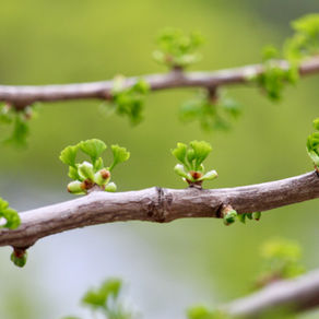 Knospen eines Baumes im Frühling