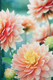 lotus flowerss