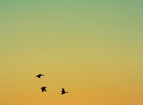 Image by Nadiia Ploshchenko