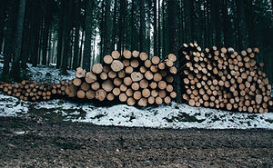 Image by Ales Krivec