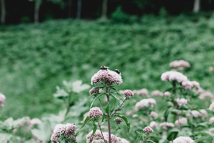 Image by Georgia de Lotz
