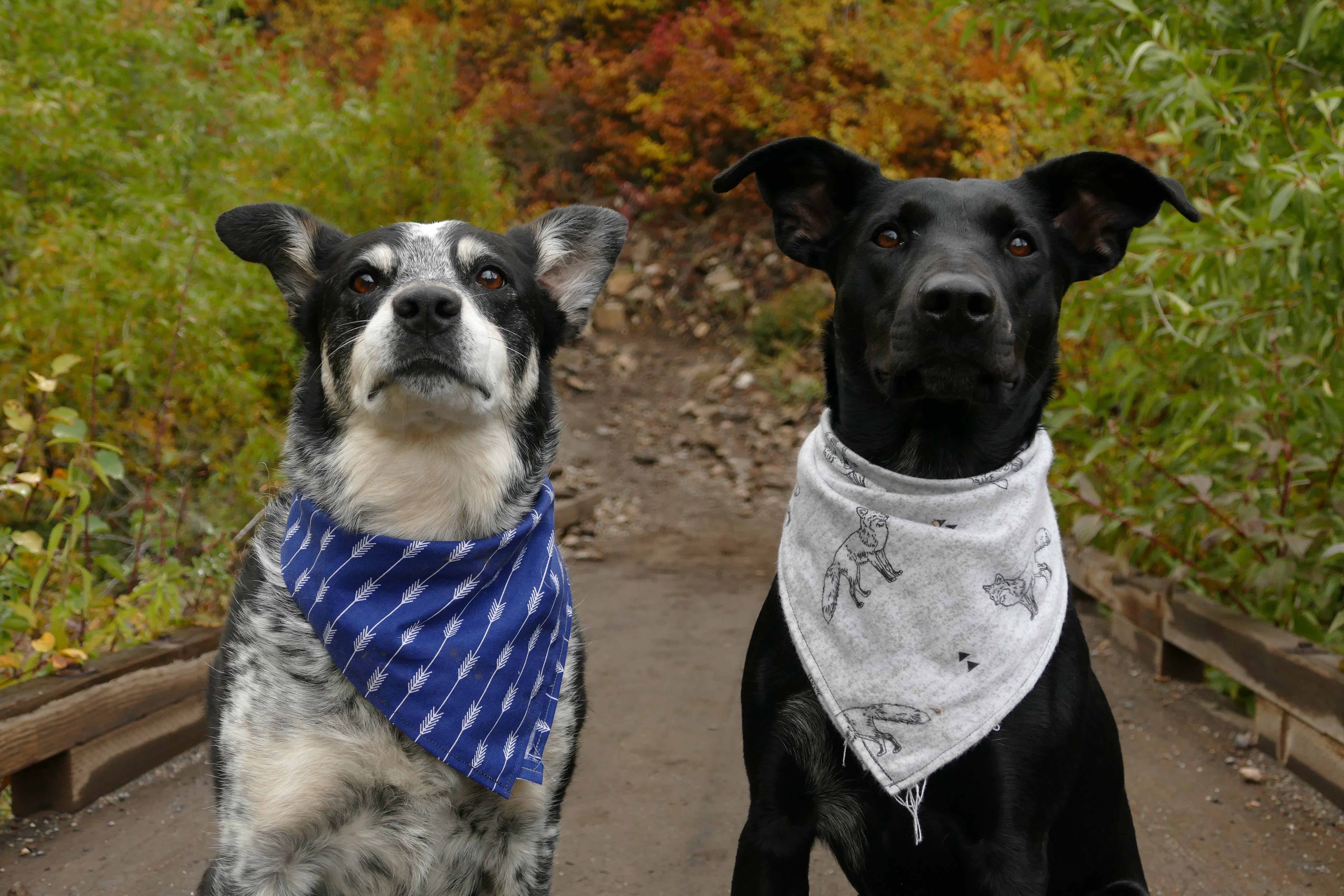 Dog Bandanas