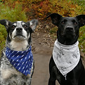 Perros compartiendo