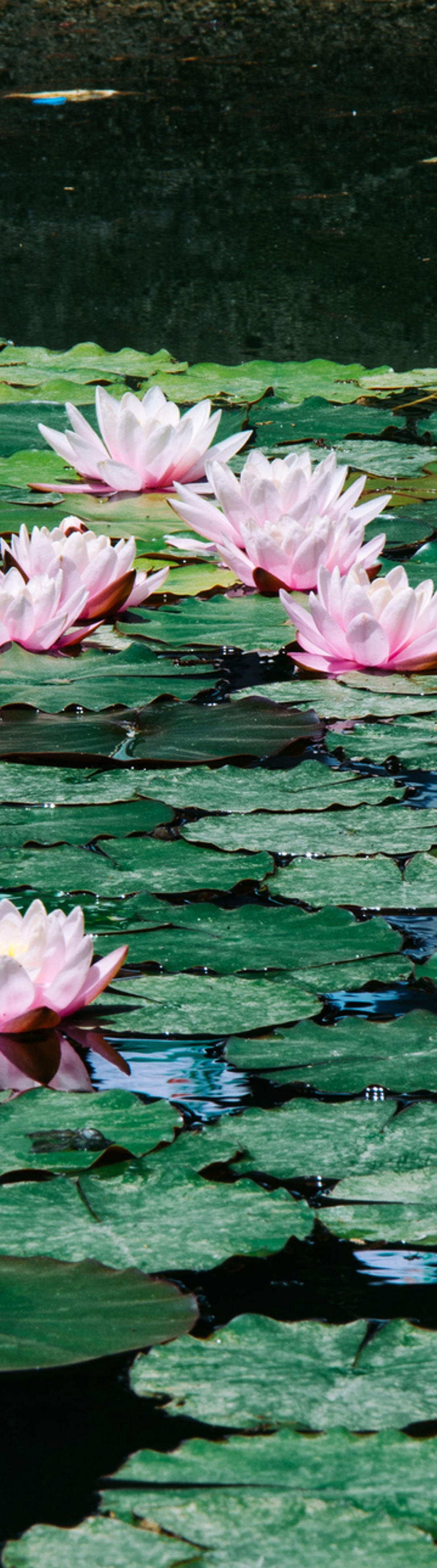 Image by Orkhan Farmanli